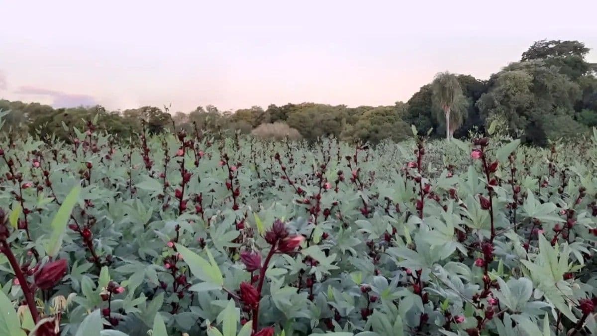 Flor de Jamaica: potencial antioxidante y beneficios ambientales