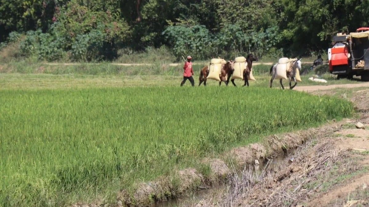 Desafíos del arroz dominicano a 20 años del DR-CAFTA