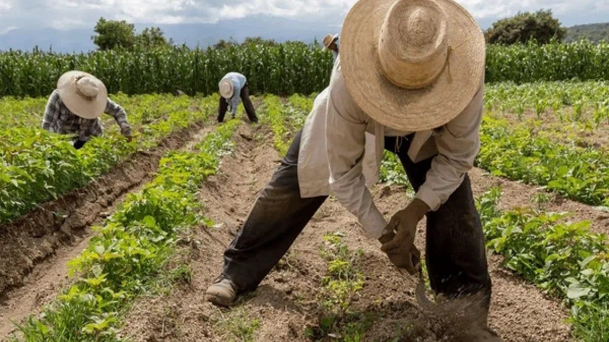 Desafíos salariales en el sector agrícola dominicano