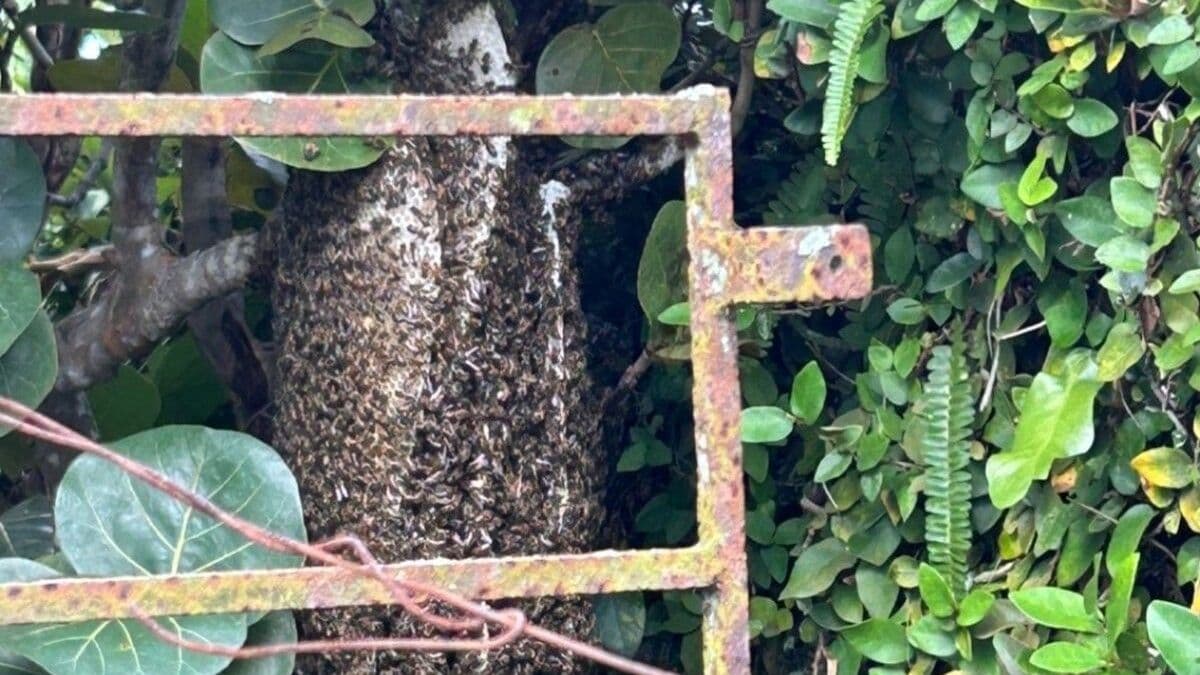 Aumento de abejas urbanas genera preocupación en Santo Domingo