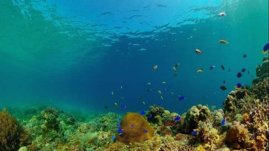 COP17 concluye con acuerdos clave para la protección de la biodiversidad