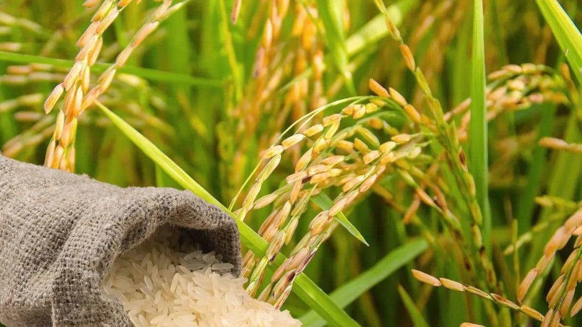 Parceleros advierten sobre altos costos de producción de arroz en RD