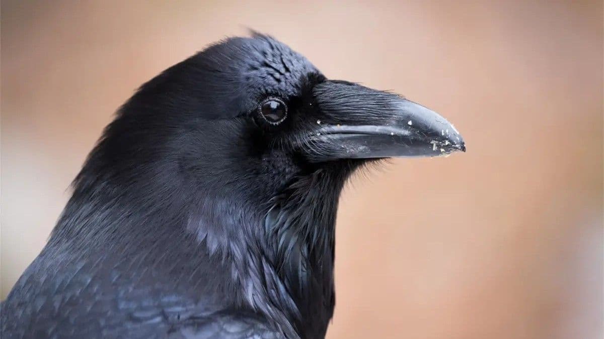 Origen y significado del dicho “cría cuervos y te sacarán los ojos”