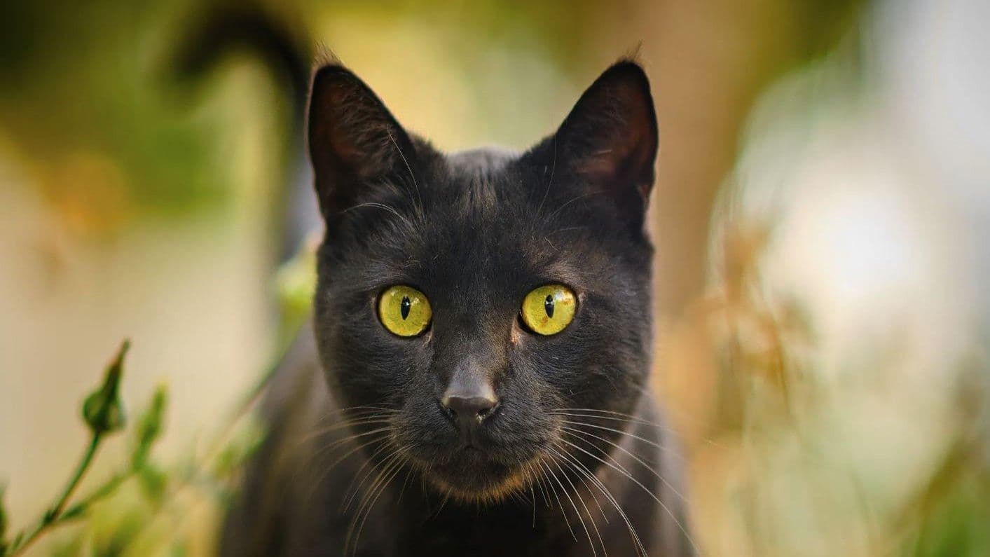 Día del Gato Negro: una jornada para desafiar supersticiones