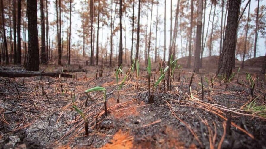 Impacto de los incendios en el Parque Nacional Sierra de Bahoruco