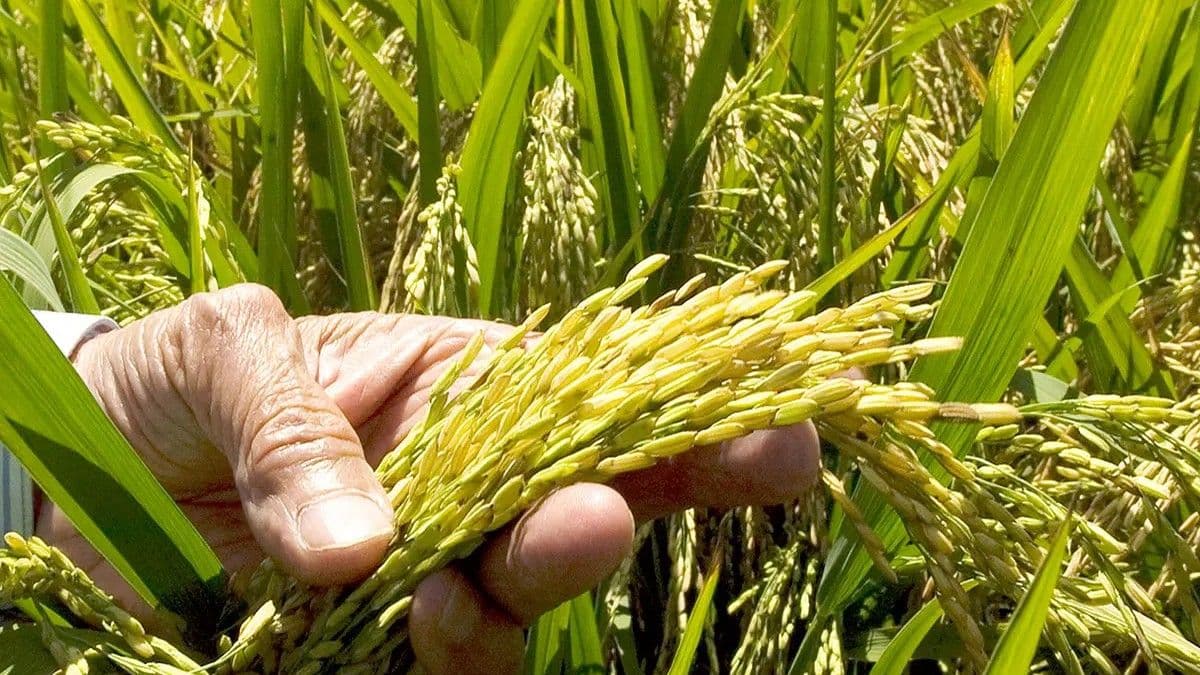 FENARROZ solicita apoyo financiero para la industria arrocera