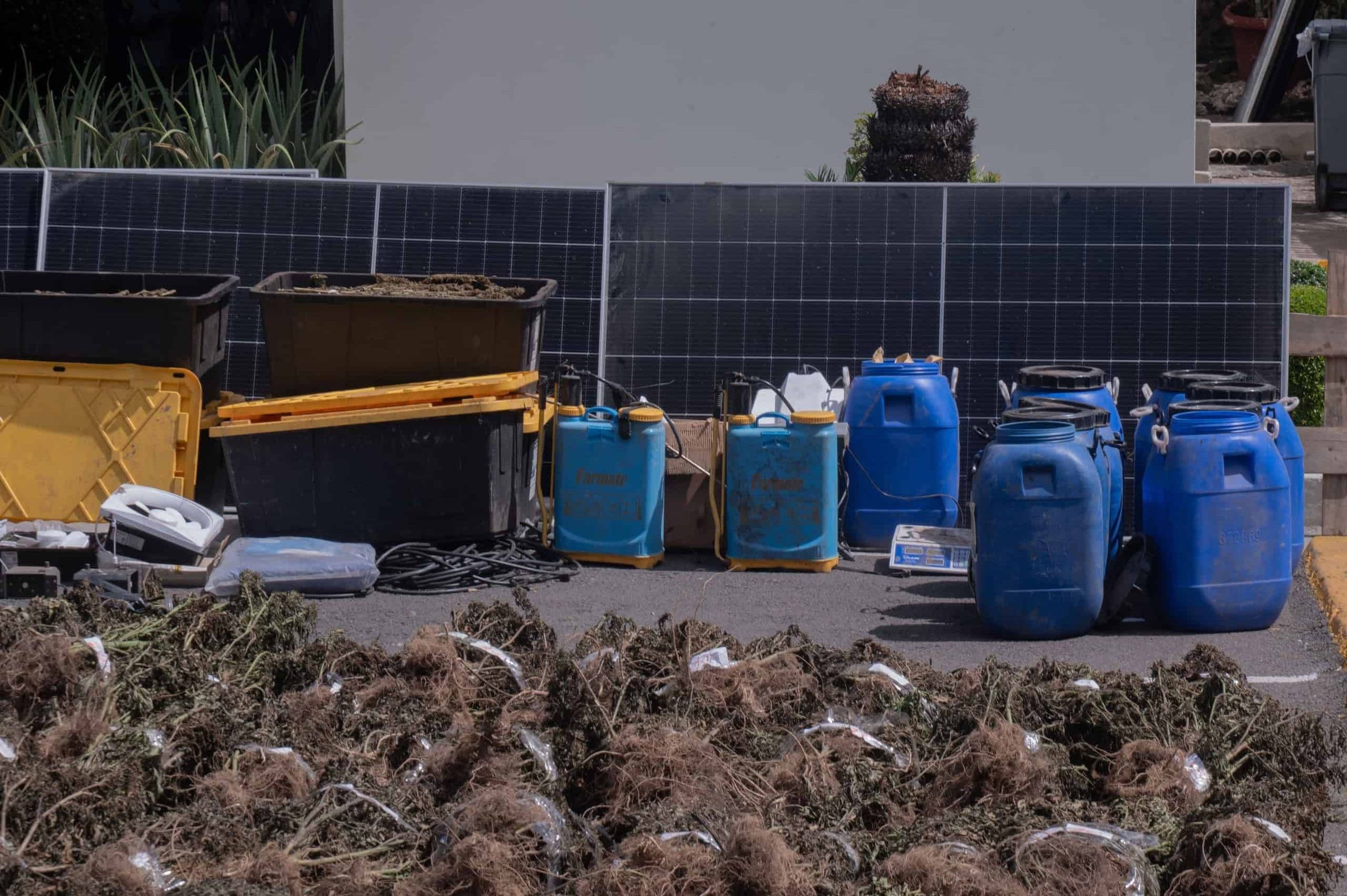 Histórica incautación de marihuana en San José de Ocoa