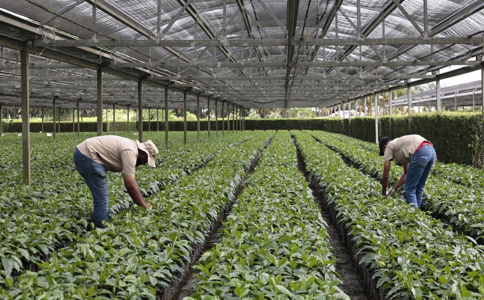 Iniciativas de caficultura sostenible impulsan desarrollo rural en República Dominicana
