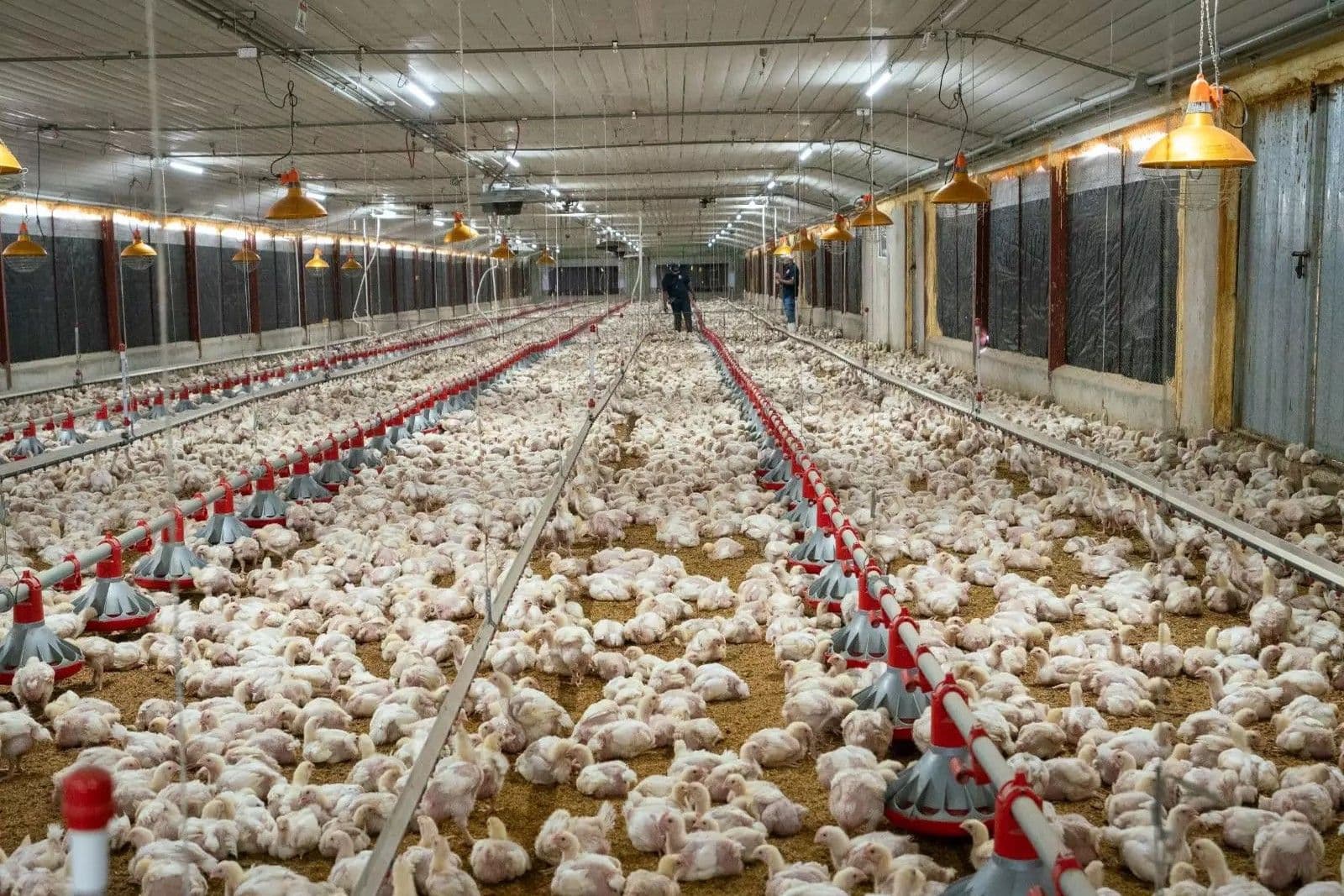 Producción de huevos supera los 400 millones de unidades mensuales