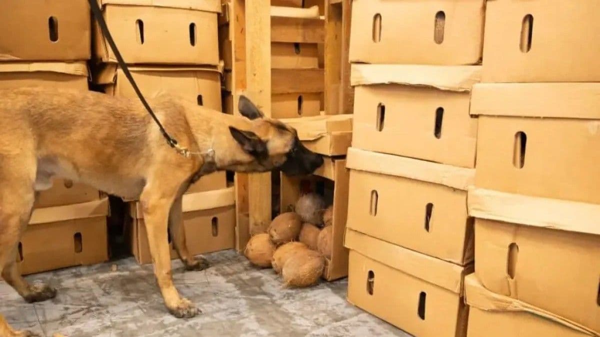 DNCD incauta 172 láminas de cocaína en puerto Caucedo