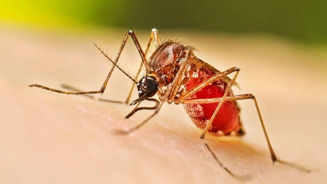 Aumentan a 213 los casos de dengue en República Dominicana