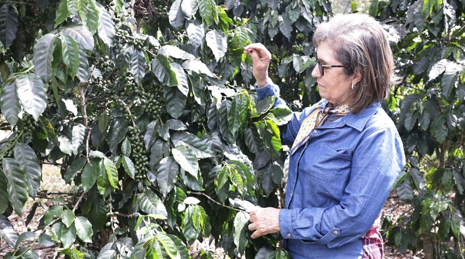 Productores confían en el resurgimiento de la caficultura dominicana