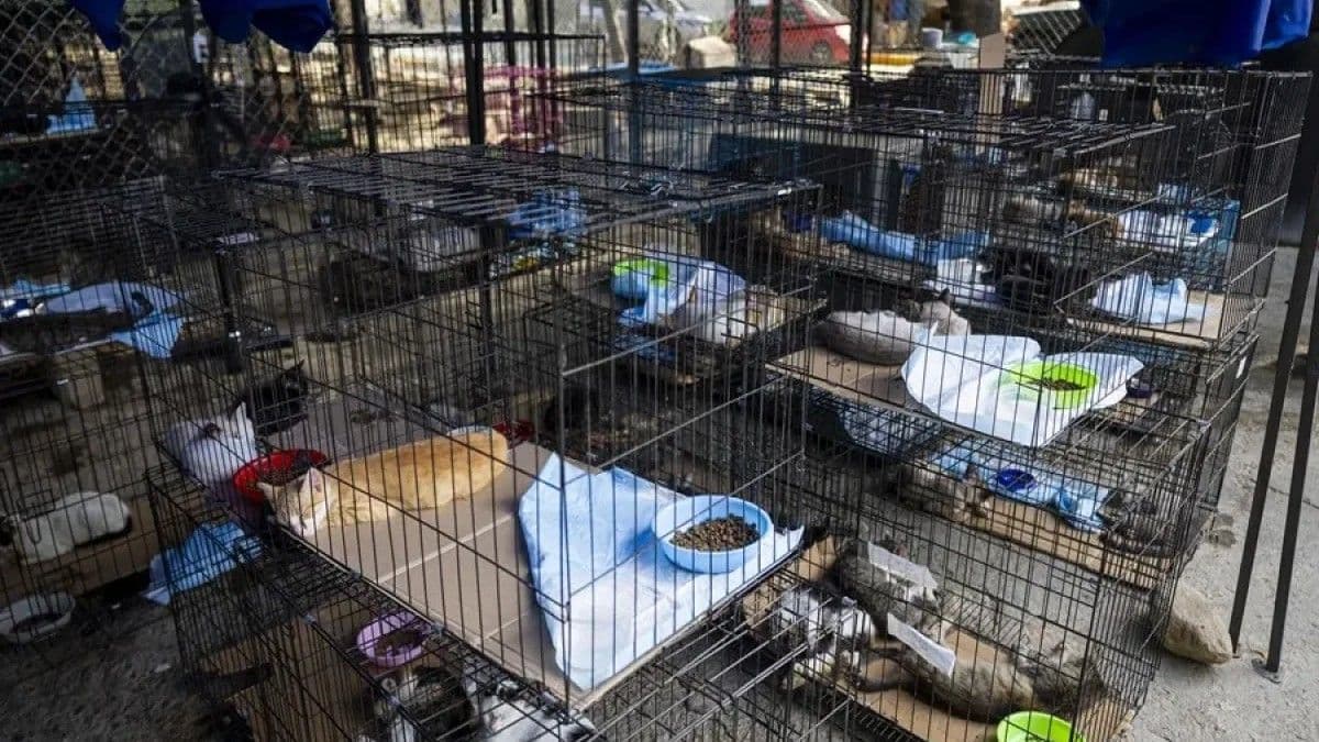 Mascotas afectadas por terremotos en Venezuela buscan un hogar