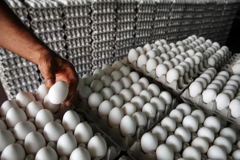 Exportación de huevos a Cuba sigue detenida, productores venden por debajo de costos