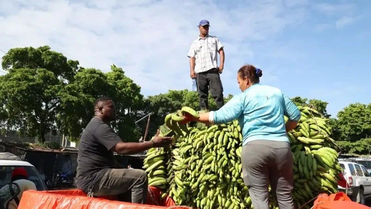 El plátano barahonero: preferido por su textura a pesar del precio