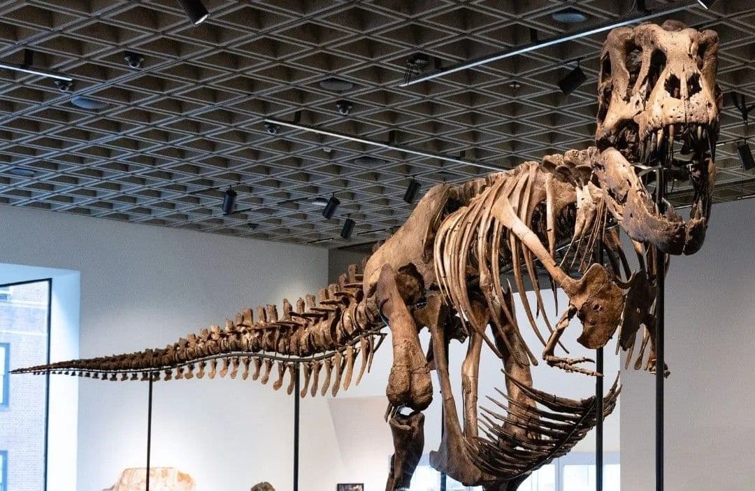 Esqueleto de T. Rex se vende por 50,1 millones de dólares en Nueva York