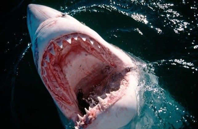 Avistamiento de tiburones gigantes en Long Island