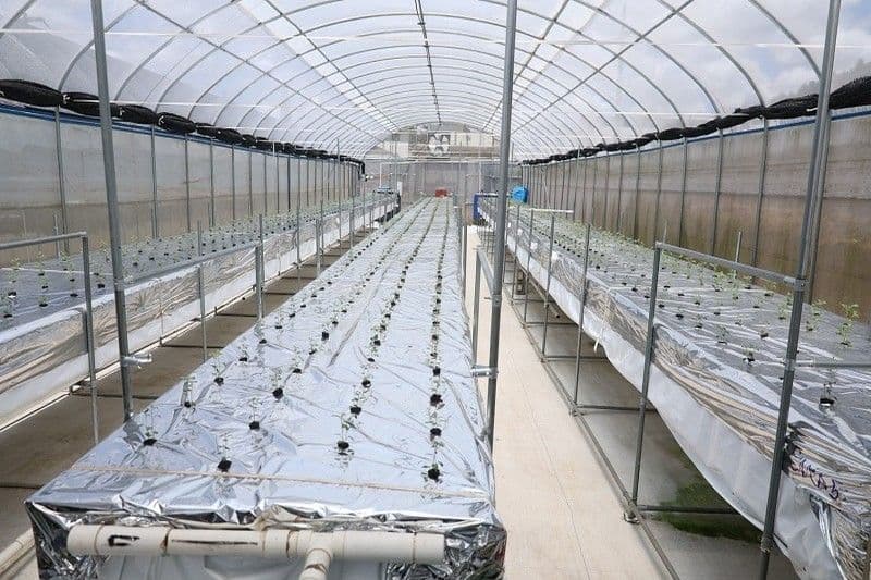 Constanza lidera la producción de papa en República Dominicana