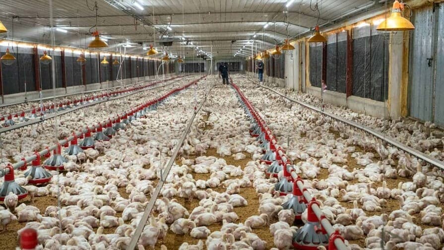 Exoneración del anticipo ISR fortalece el sector agropecuario
