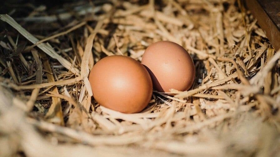 Consumo de huevos en República Dominicana alcanza 320 unidades por persona al año