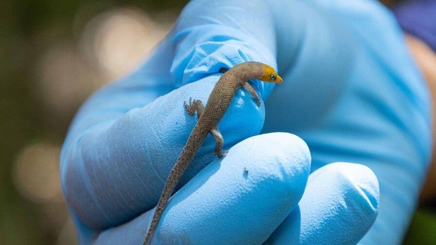 Conservación de biodiversidad en mina Pueblo Viejo