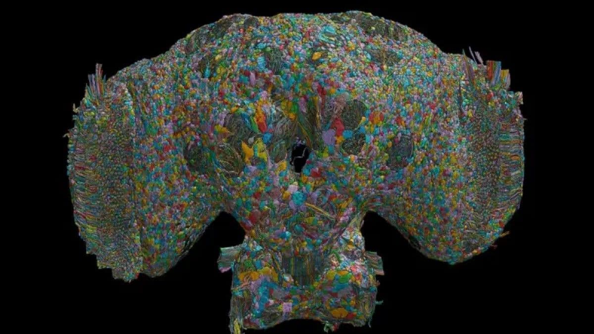 Investigación sobre cerebros de moscas ofrece pistas sobre comportamiento humano