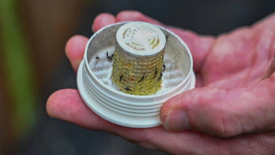 Innovador control de mosquitos con Wolbachia en Virginia