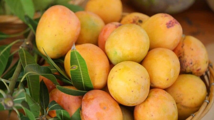 República Dominicana espera reanudar exportaciones de mango a EE. UU. en cuatro meses