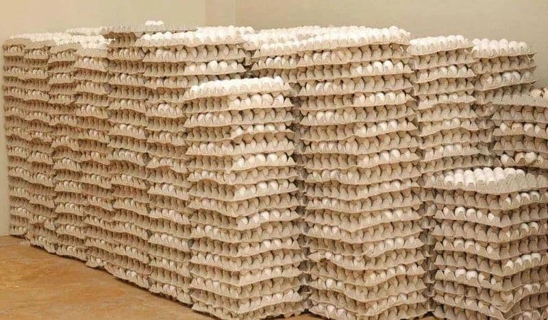Cuba recibirá casi 4 millones de huevos dominicanos tras retraso logístico