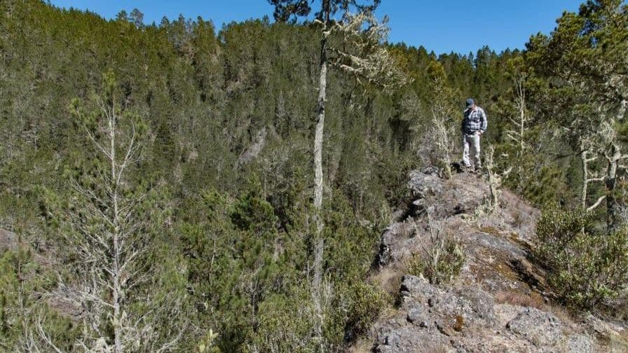 Imponen prisión preventiva a dos hombres por deforestación en Valle Nuevo