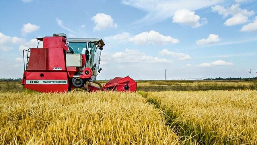 Arroz estadounidense recibe apoyo federal para competir en el mercado internacional