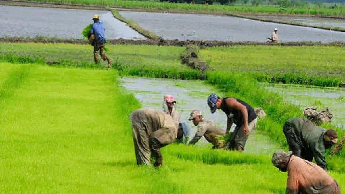 Sector agropecuario espera medidas para mitigar impacto de importación de arroz