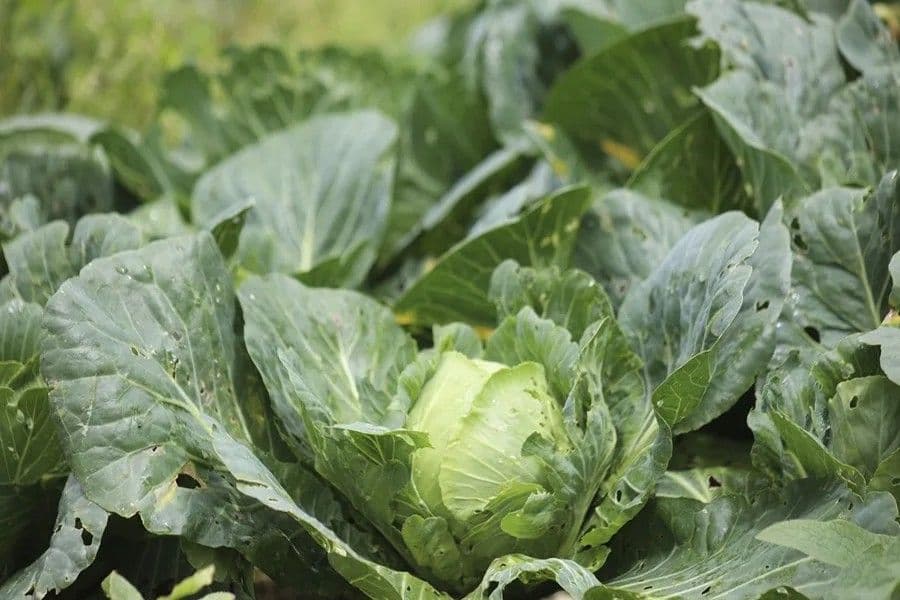 Taylor Farms retira lechuga iceberg en EE.UU. por brote de ciclosporiasis