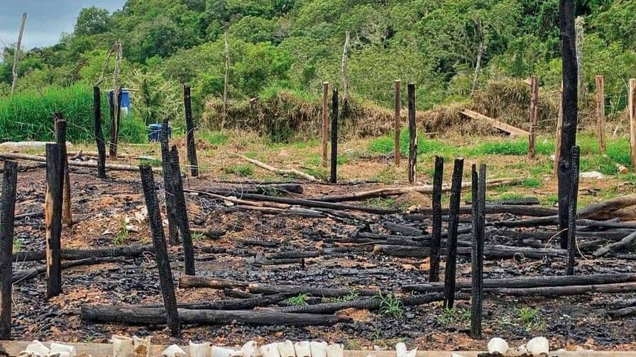 San José de Ocoa: decomisan más de 15,437 plantas de marihuana