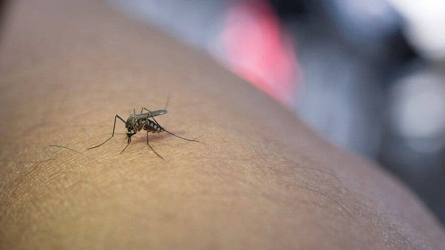 República Dominicana mantiene baja incidencia de dengue en comparación regional