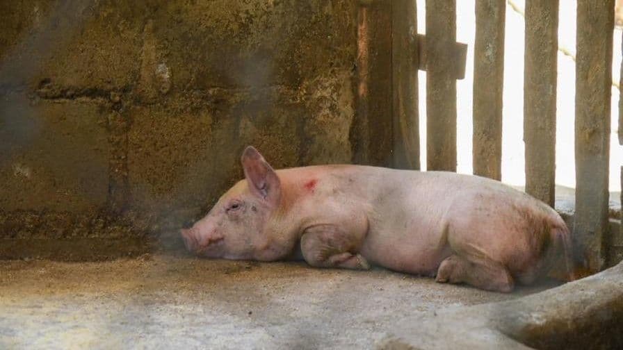 Embajada de EE. UU. advierte sobre restricciones a productos porcinos desde RD