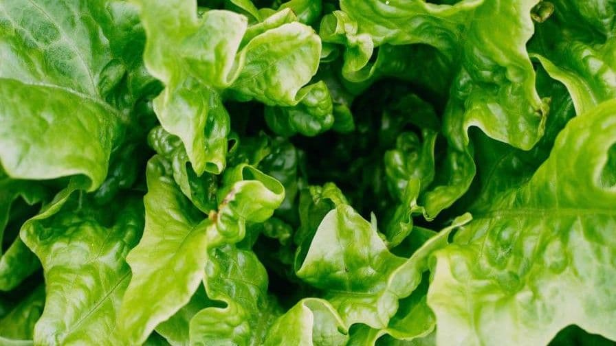 Brote de ciclosporiasis y aumento de precios afectan a restaurantes en EE.UU.