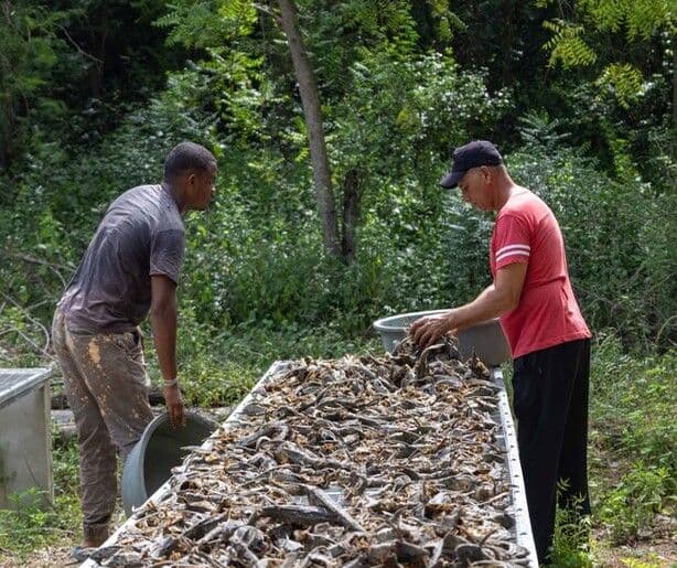 Pescadores de Montecristi exploran mercado para harina de pez diablo