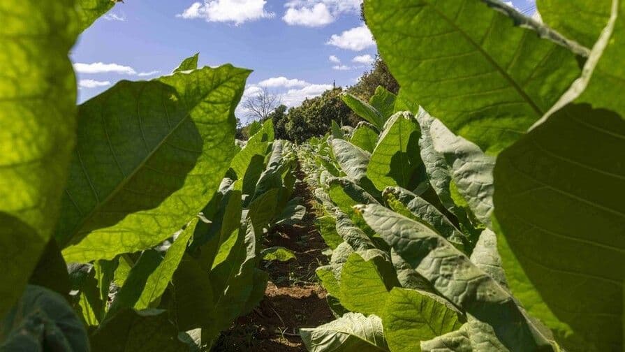 Importaciones de tabaco en República Dominicana superan exportaciones