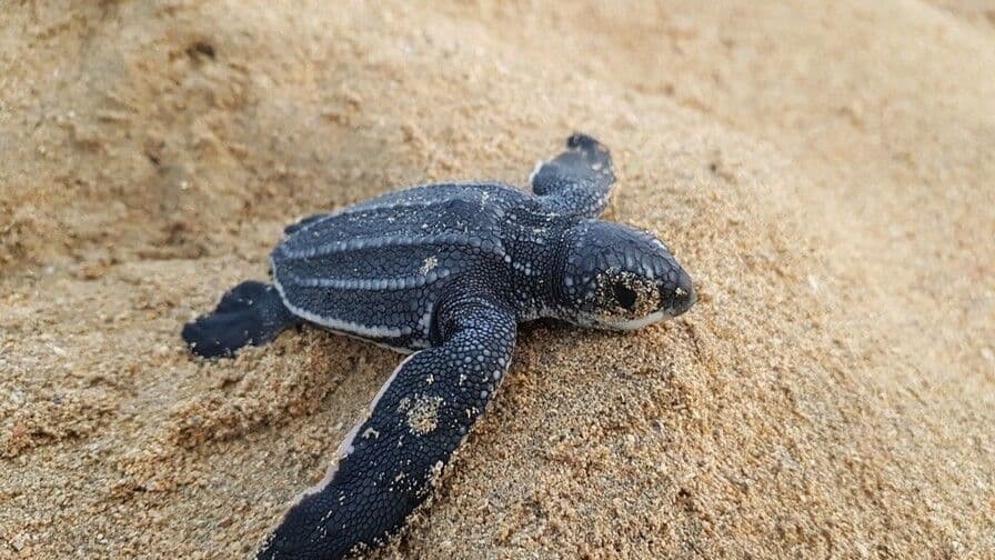 Protección de tortugas en Miches: un esfuerzo comunitario y científico