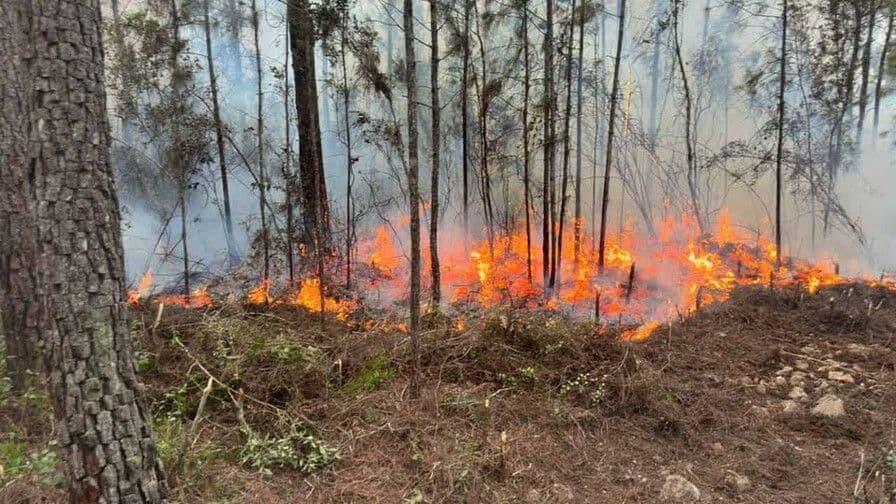 Incendio forestal en Sierra de Bahoruco controlado en un 90%