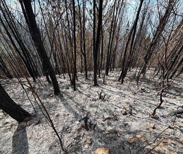 Incendio destruye 25 años de bosque en Bahoruco